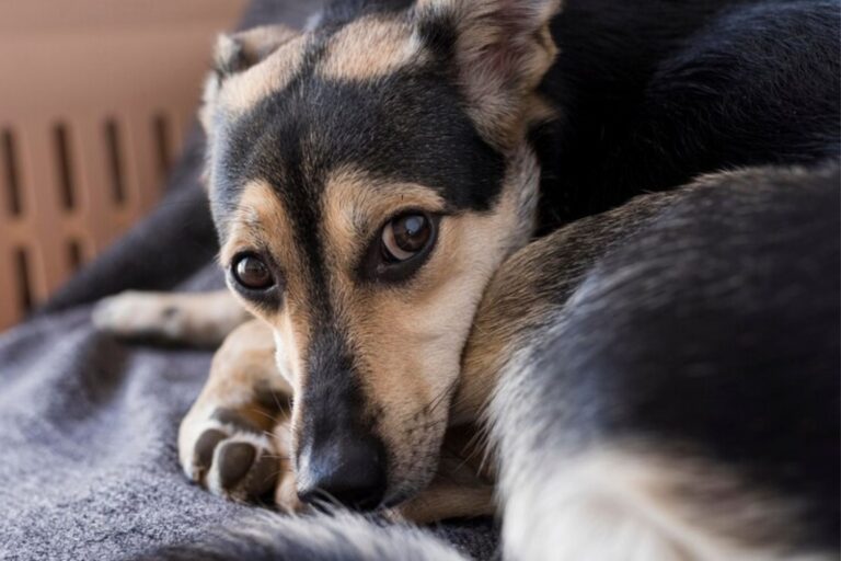 Los perros sufren depresión?: las claves para entender su comportamiento