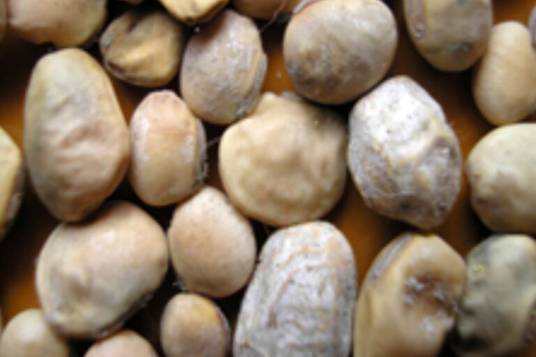 Hongos: un peligro que recién empieza y por qué hay que estar atentos