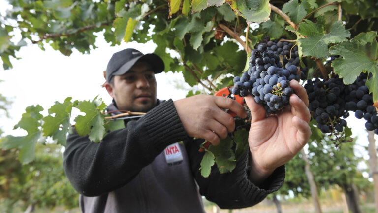 Preocupación en el INTA Catamarca: «Peligran los productores familiares»