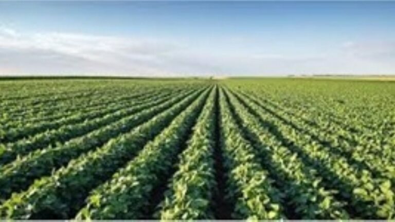 Las exportaciones de harina de soja en mayo tocaron su nivel más baja en 20 años