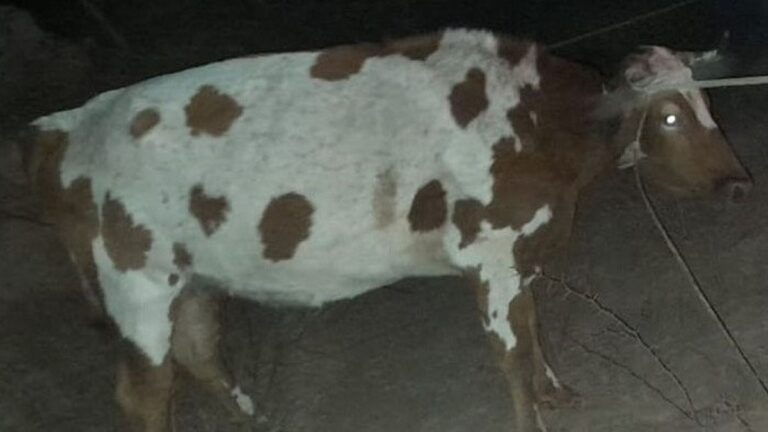 Vacas y caballos sueltos en Belén