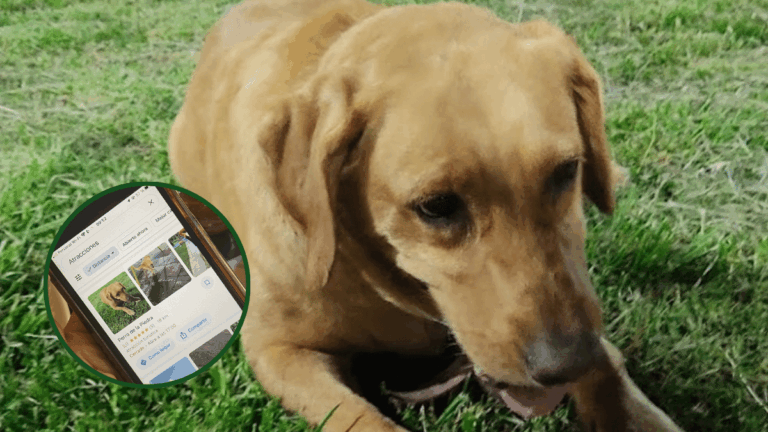 Día del Perro: el can que entretiene a turistas con una piedra en Catamarca y el motivo de la celebración