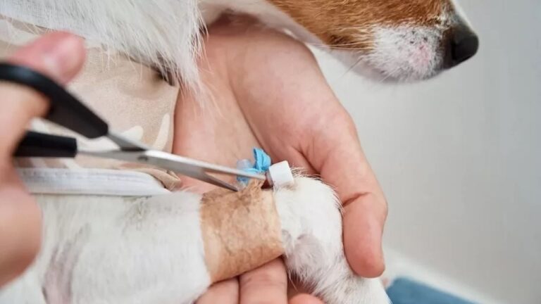 Salvaron a una perrita que estaba a punto de ser triturada por la compactadora de un camión de basura