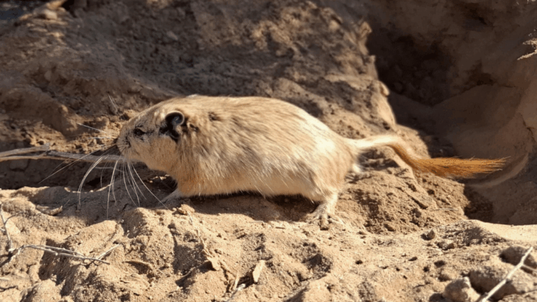 Vizcacha dorada: Saujil declaró Monumento Natural a una especie única del Salar de Pipanaco