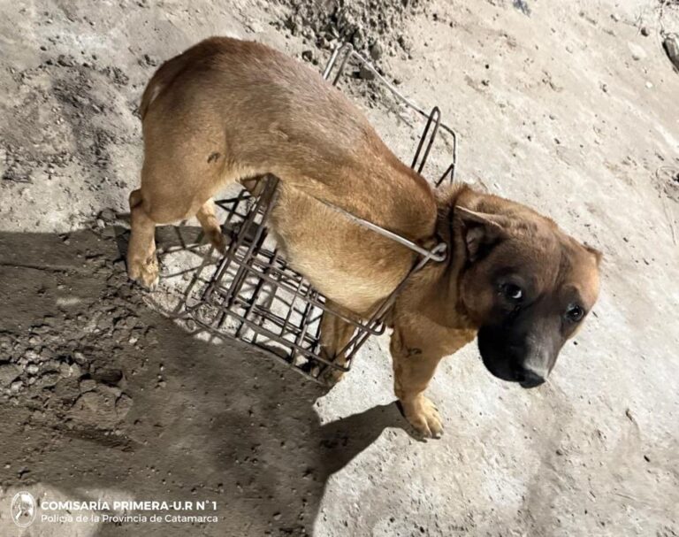 No podía salir: perra quedó atrapada y su dueña pidió ayuda desesperada