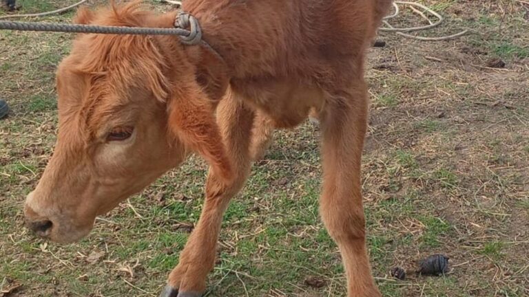 Policías lograron recuperar un animal vacuno, sustraído en Ancasti