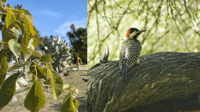 Aves en Catamarca: una investigación muestra su adaptación en zonas urbanas