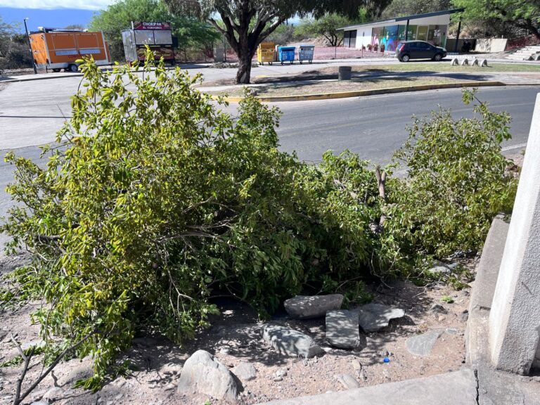 Cómo seguirá el comportamiento del viento en Catamarca tras el zonda?