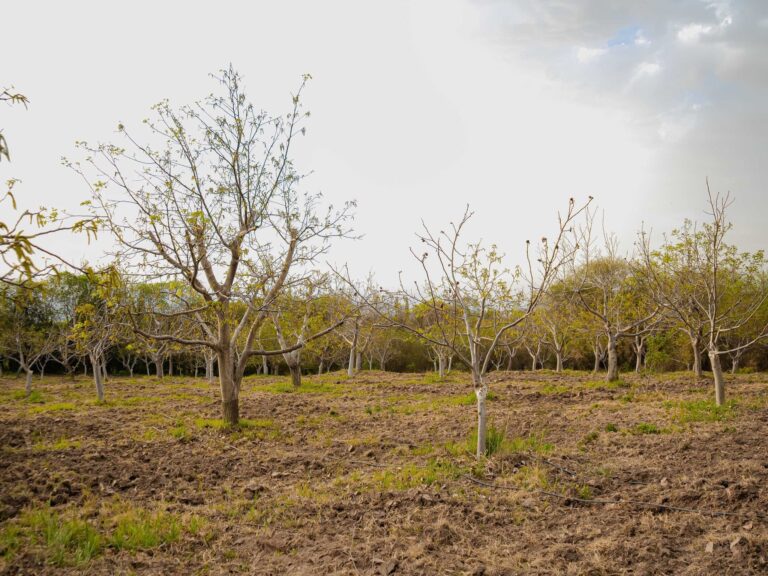 Nuevos sistemas de riego benefician a 73 familias nogaleras en Pomán