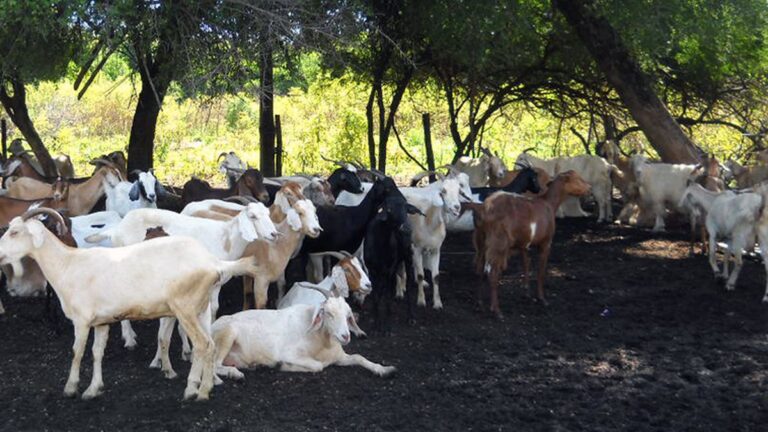 Alerta en Valle Viejo por mortandad de cabras: sospechan de alfalfa contaminada