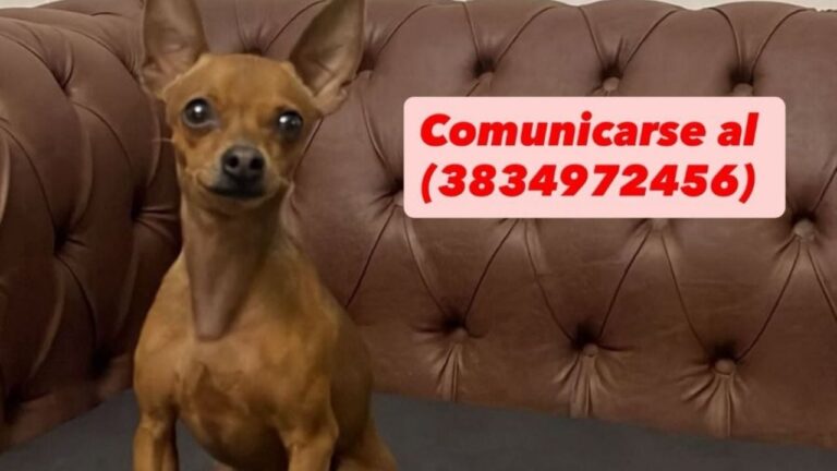 Reporte Mascotero: ofrece $300 mil de recompensa para encontrar a su perro