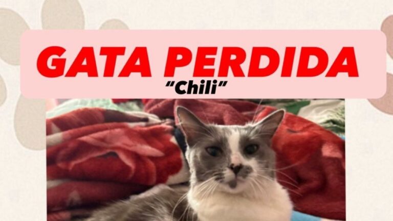 Chili desapareció, una gatita que es fácil reconocer