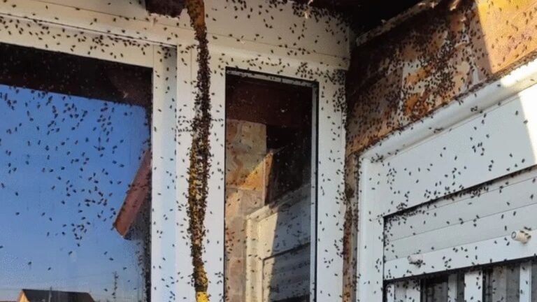 Piden un plan integral para controlar la plaga  de moscas en Huillapima