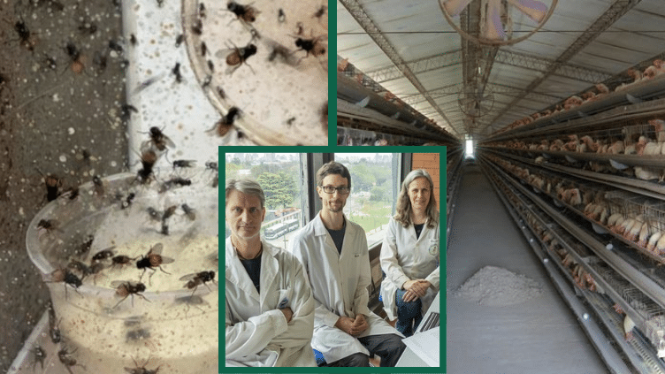 Moscas resistentes: alertan sobre la pérdida de eficacia de insecticidas en granjas avícolas