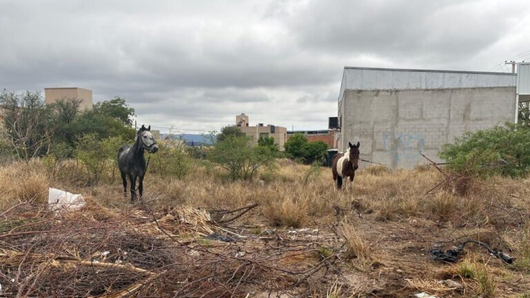 Caballo suelto en Galíndez