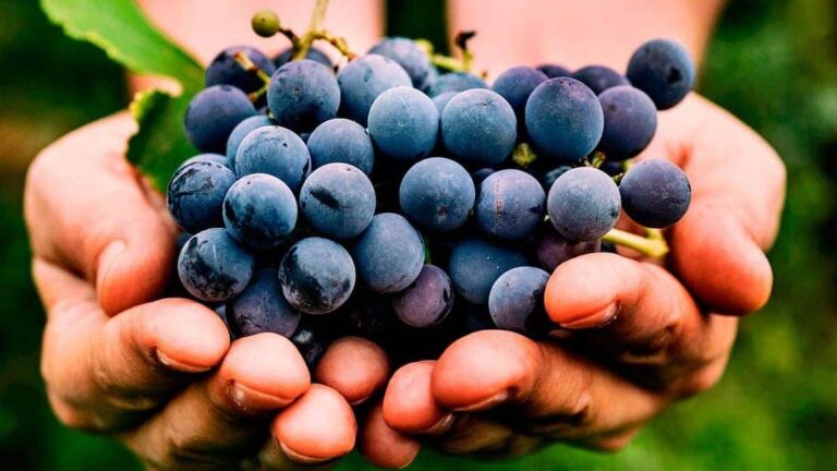 El lado oscuro de las uvas: por qué los expertos limitan su consumo diario a pesar de ser saludables