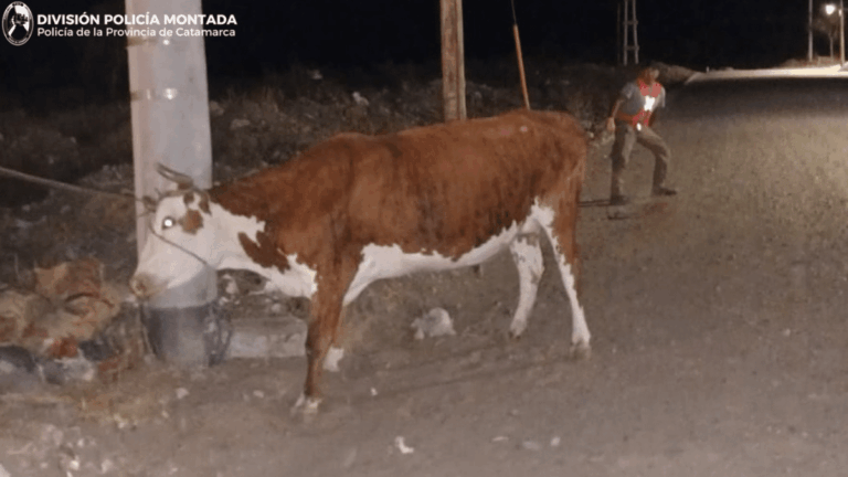 Peligro en Valle Chico: la Policía retuvo un animal suelto