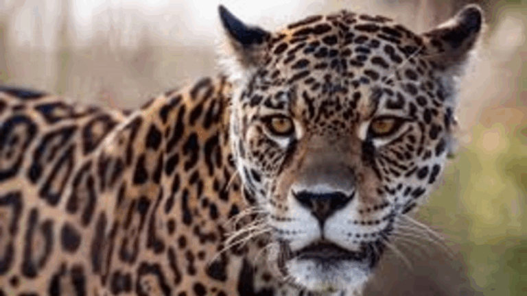 Retrocesos incalculables