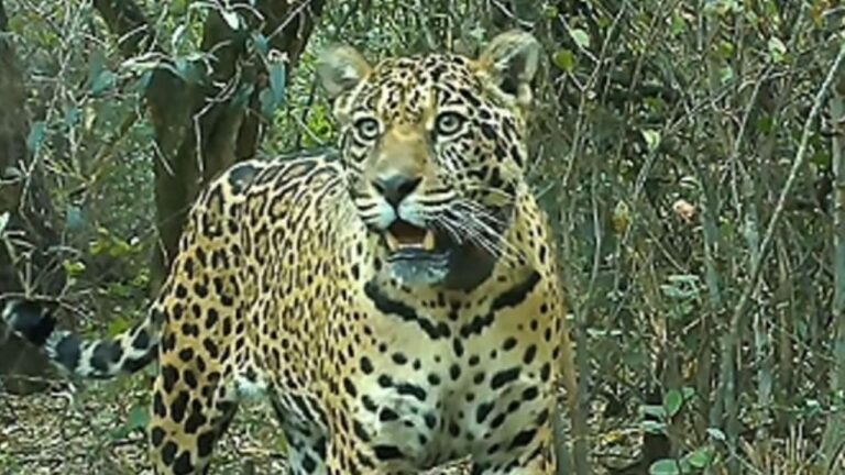 Alarma por la desaparición de la yaguareté Acaí: Ofrecen $250 millones de recompensa