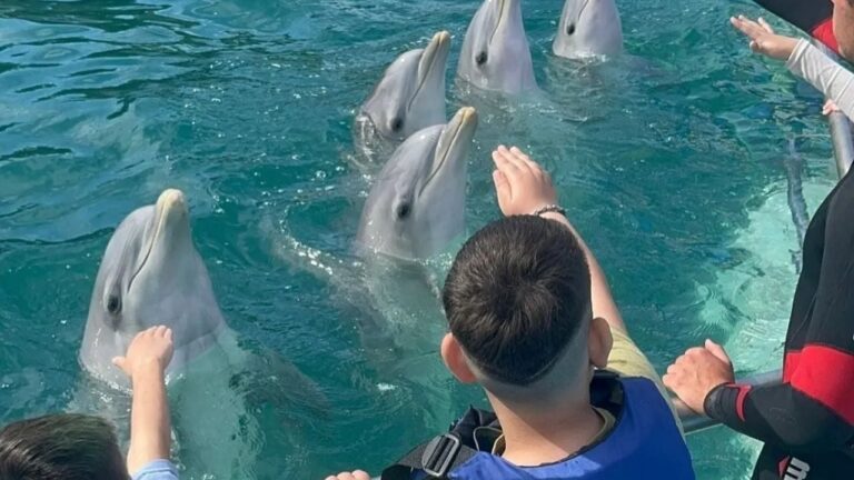 ONG repudia el traslado de los delfines del Aquarium de Mar del Plata a un nuevo centro de cautiverio en Egipto