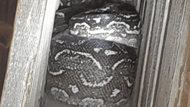 Piedra Blanca: una lampalagua de más de cuatro metros apareció en un gallinero