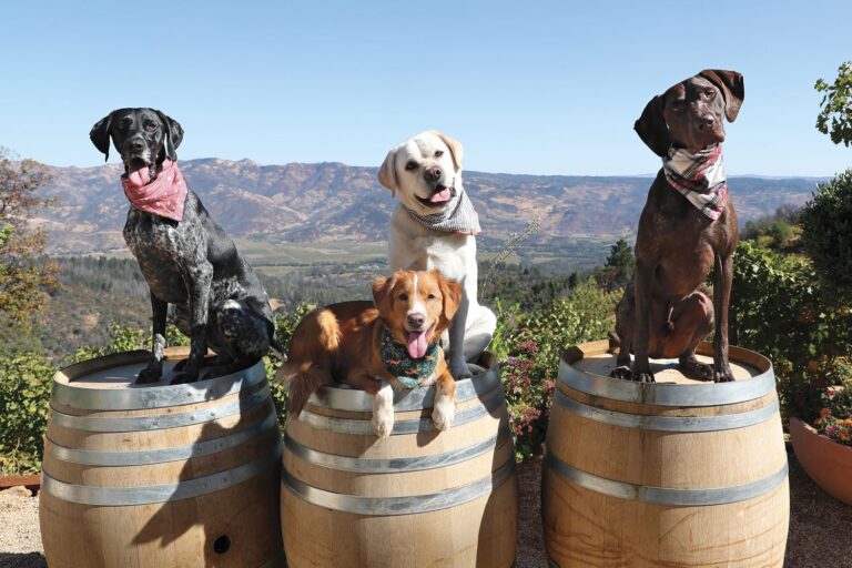 Perros viñateros: la solución natural contra plagas y contaminantes