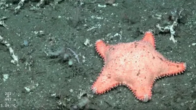 Nueva expedición del CONICET halló otra estrella de mar «culona»