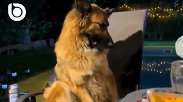Un perro que se dormía sentado en una fiesta de fin de año se volvió viral en redes