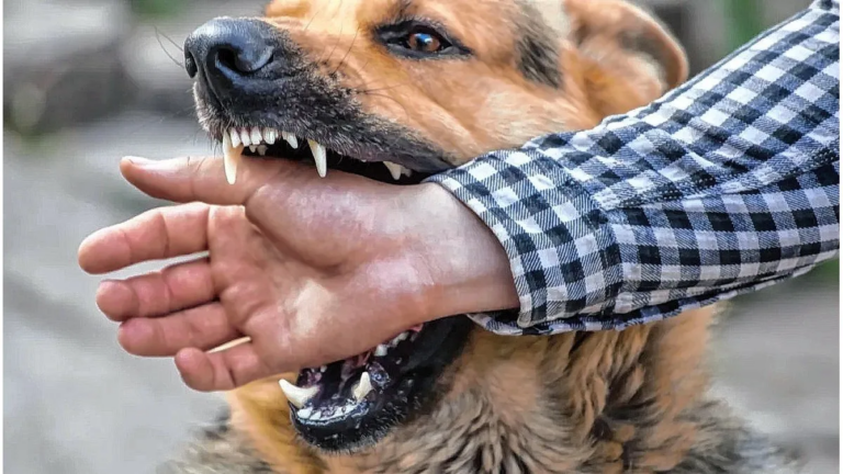 Capturaron al perro que atacó a un hombre en El Rodeo