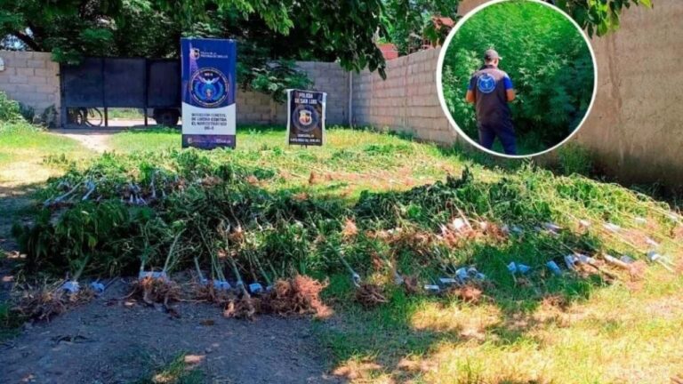 Incautaron 300 plantas de marihuana en una vivienda de Santa Rosa del Conlara