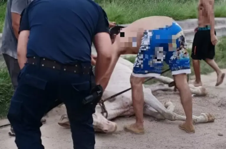Policías rescataron un caballo que cayó a un canal de riego en Sumalao