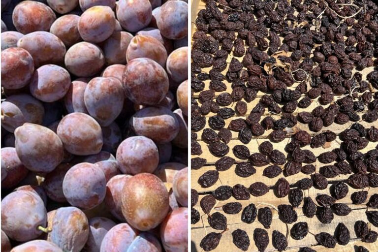 Cuál es la fruta que ayuda a frenar la pérdida muscular después de los 45 años