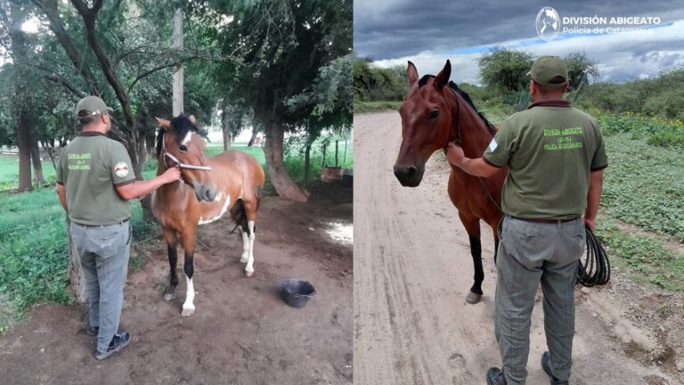Recuperaron dos caballos en operativos en Capital y Valle Viejo