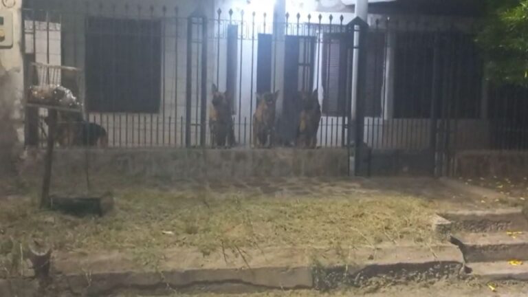 Vecinos del barrio Parque Norte reclaman por ruidos constantes de animales