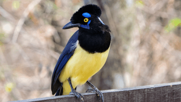 Observación de aves y fotografía en Los Túneles de La Merced este fin de semana