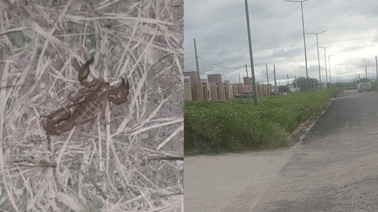 Sentimos un abandono total: vecinos de Valle Chico reclaman desmalezado y mejoras en las calles