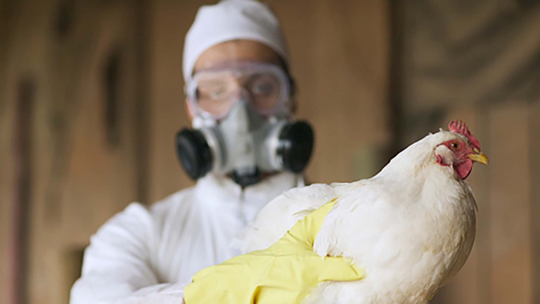 Europa: detectaron el primer caso de gripe aviar A en humanos y refuerzan el monitoreo sanitario