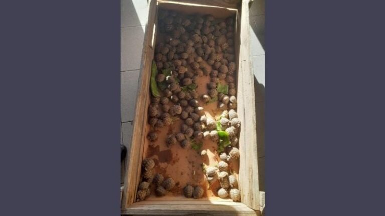 Tortugas pequeñas encontradas en caja de madera durante allanamiento policial