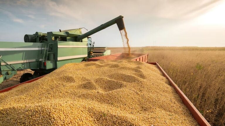 Campo de soja y maíz en Argentina, símbolo de la producción agroindustrial
