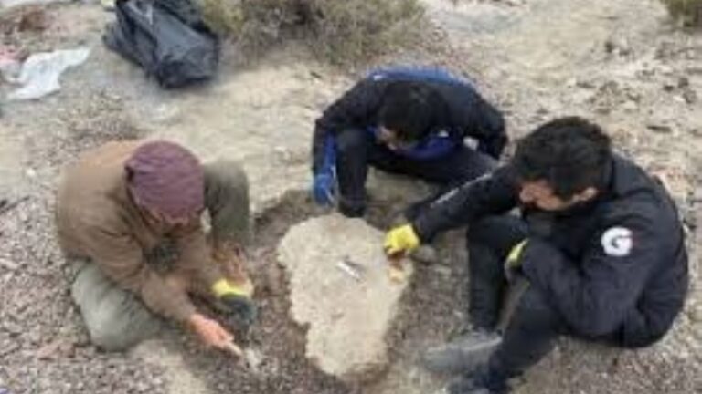 Fósiles de arcosaurios hallados en el Parque Nacional Talampaya