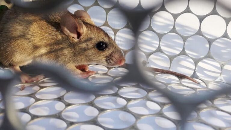 Recomendaciones para prevenir el hantavirus en Catamarca