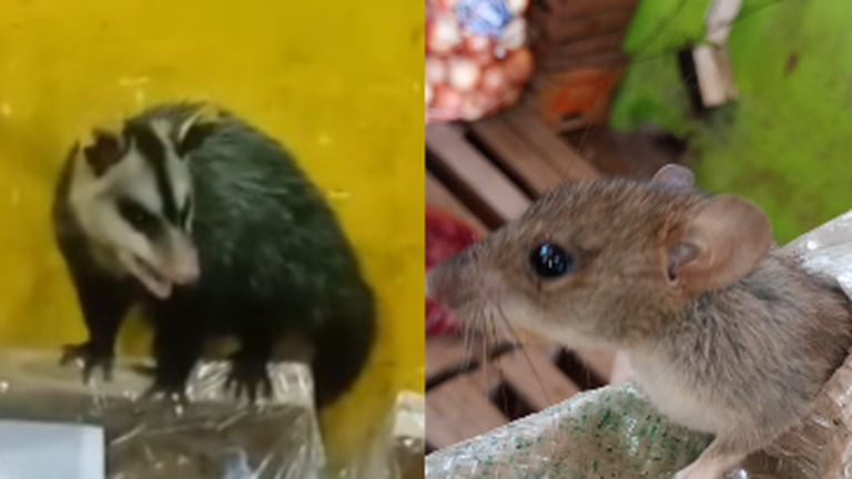 Imagen de una comadreja sobre un cajón de uvas en una verdulería de Valle Viejo