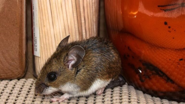 Ilustración de un roedor silvestre y señal de advertencia sobre hantavirus