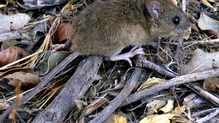 Ratón colilargo, transmisor del virus del hantavirus