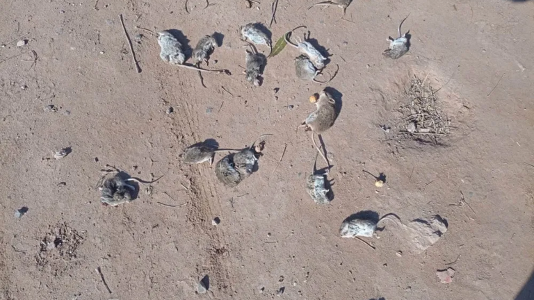 Ratas en una calle de Recreo, Catamarca