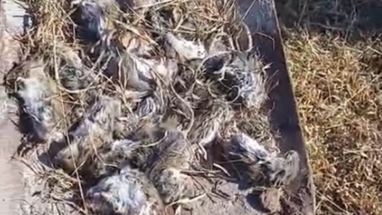 Ratas en la vía pública en Recreo, Catamarca