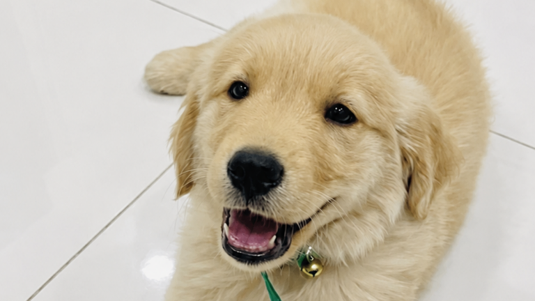 Perra Golden Retriever recuperada por la Policía en Catamarca