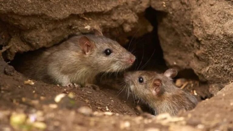 Investigadores realizan muestreos de roedores silvestres en zonas rurales de Catamarca