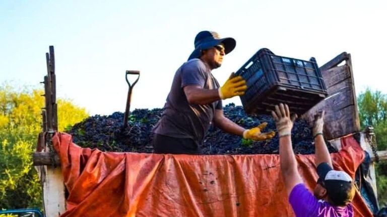 Viñedos en Catamarca con datos de superficie y producción