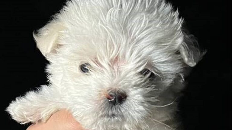 Cachorro de raza caniche recuperado tras allanamiento en Valle Viejo